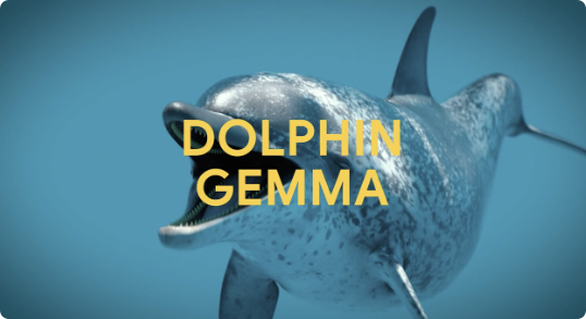 揭秘海豚语言  谷歌 AI 打造 DolphinGemma 助力解码奥秘